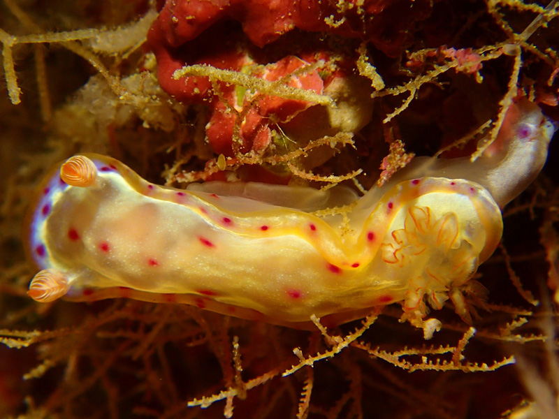 ミカドウミウシ幼体