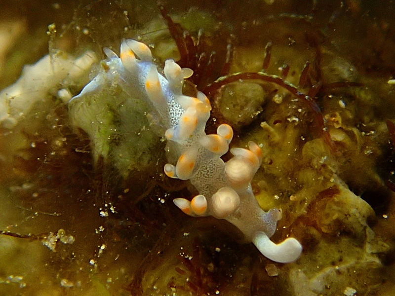 サキシマミノウミウシ