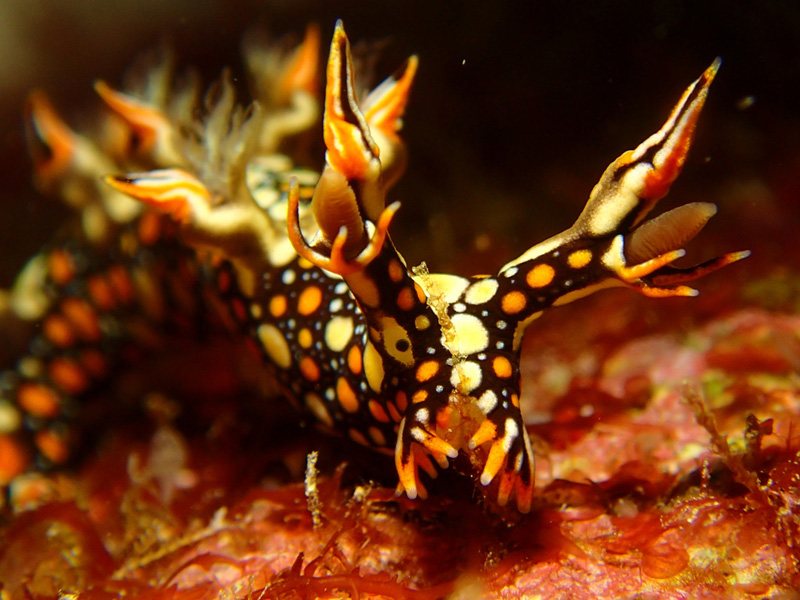 ヒオドシユビウミウシ