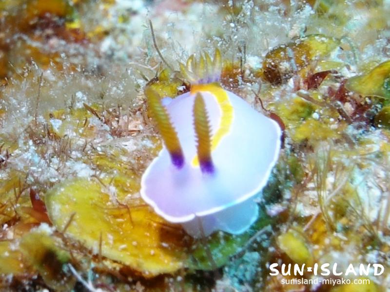 キイッポウミウシ