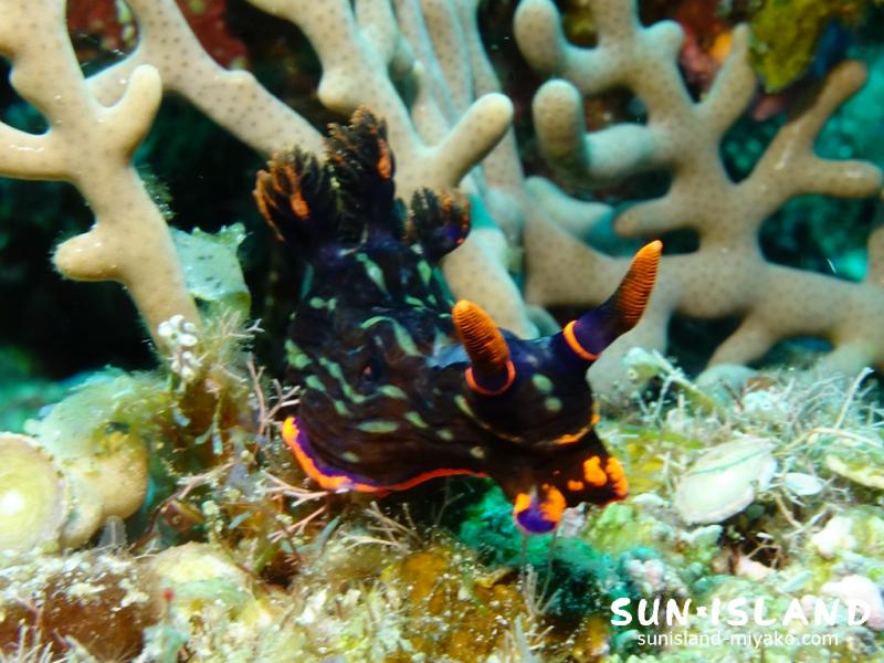 アカフチリュウグウウミウシ