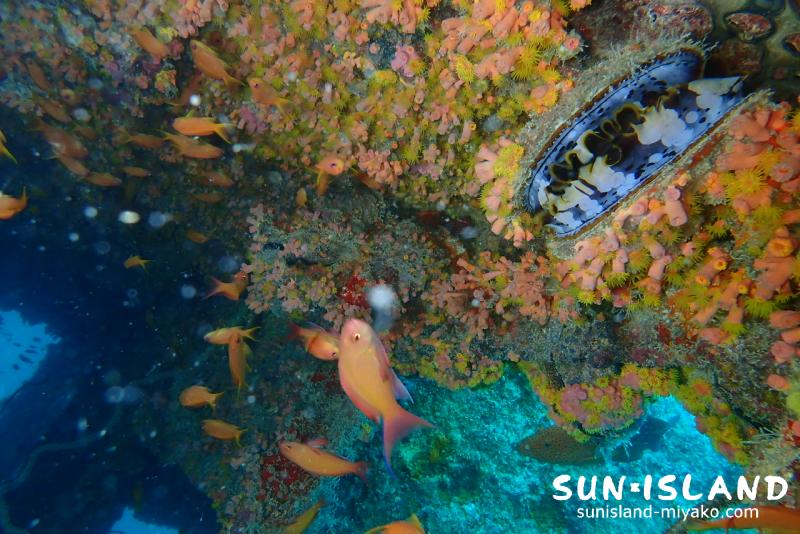 沈船 キンギョハナダイ ミズイリショウジョウガイ