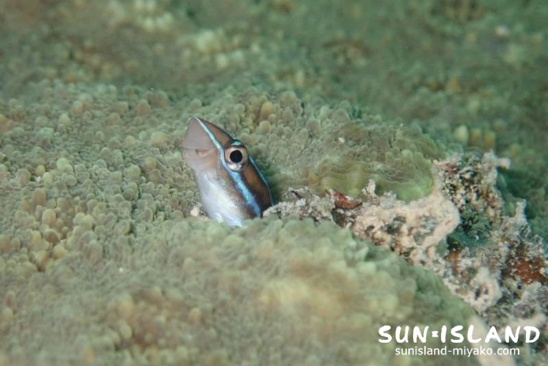 クロスジギンポ 沈船