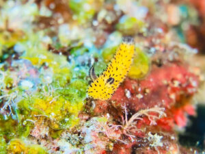 宮古島のウミウシ撮影。人気のゴマフビロードウミウシ(マクロ被写体