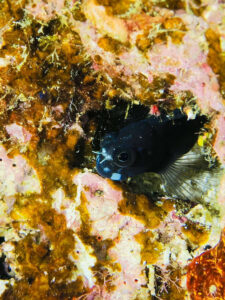 宮古島で撮影したフタイロカエルウオ。表情豊かなマクロ写真