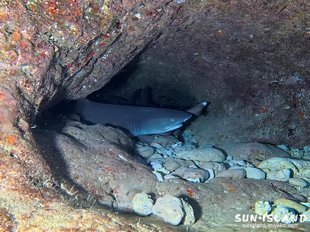 伊良部島の洞窟内の穴で休むネムリブカ。鋭いサメの表情が印象的