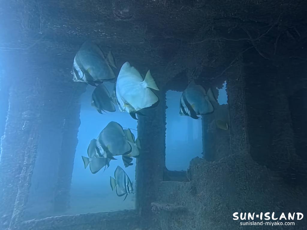 沈船の中に群れるアカククリ。宮古島沈船ダイビングのフォトスポット