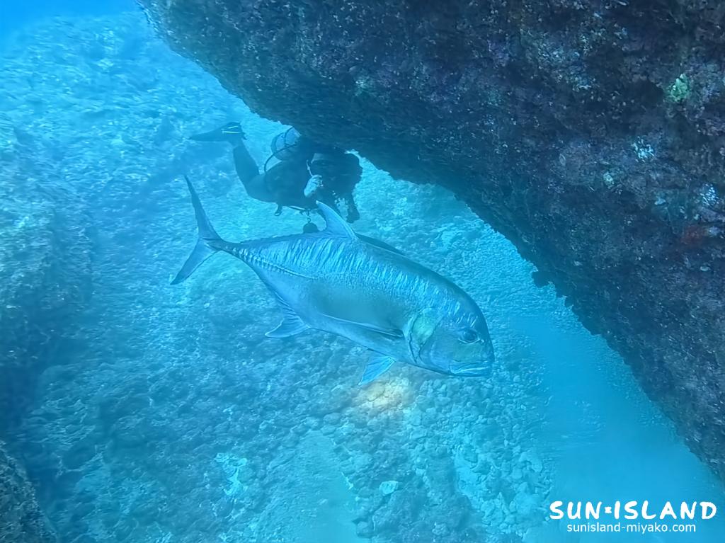 ロウニンアジと遭遇するKさん