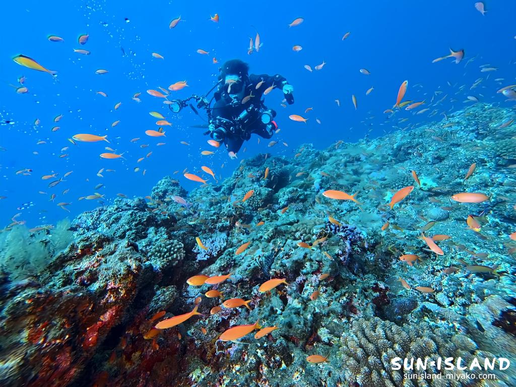 宮古島・ハナダイの根に群れるアカネハナゴイ。オレンジ色の鮮やかな水中景色