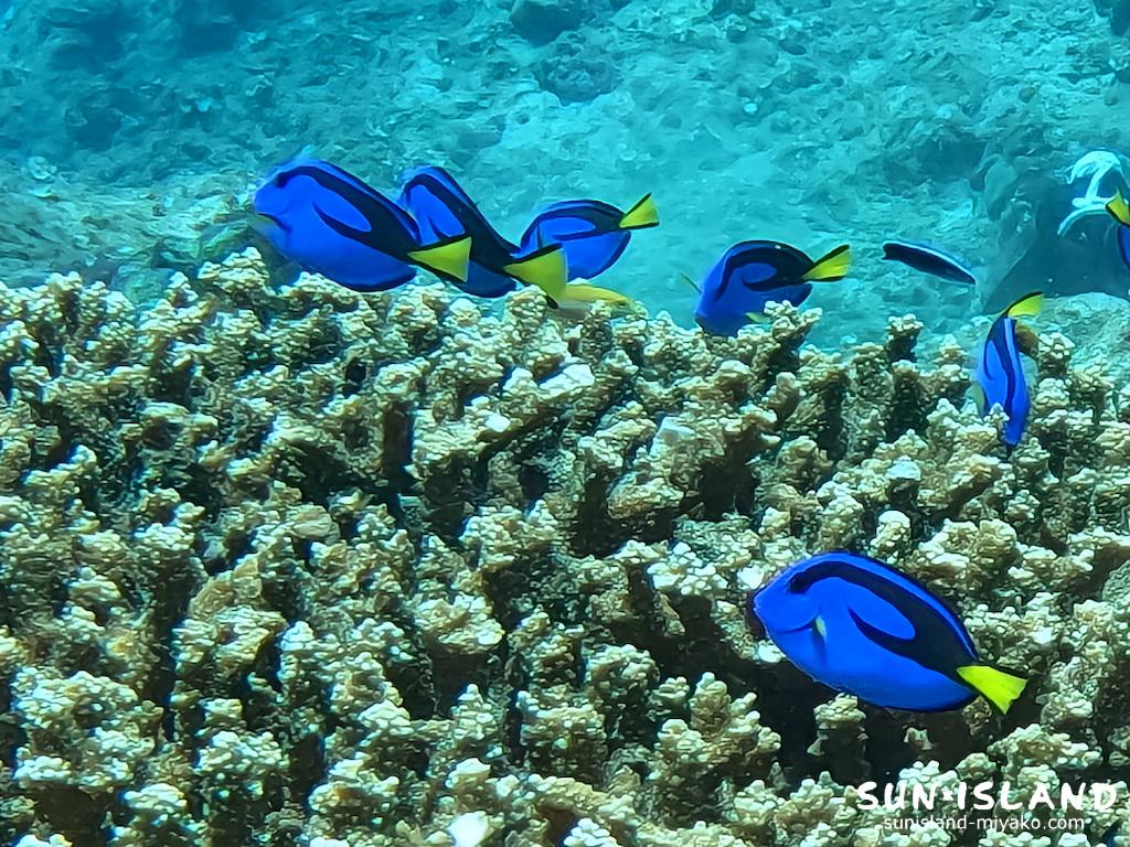 宮古島 ダイビング ナンヨウハギ幼魚