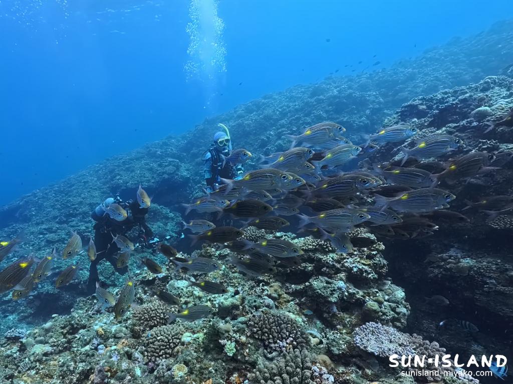 宮古島 ダイビング ノコギリダイの群れ