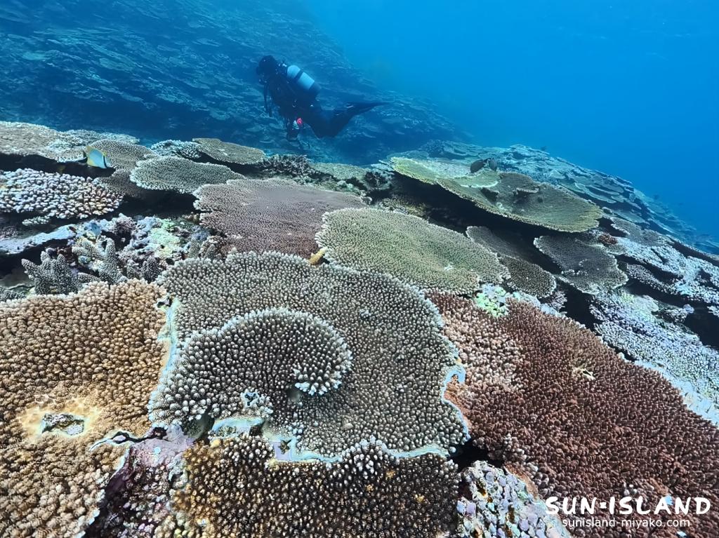 宮古島 伊良部島 サンゴ礁