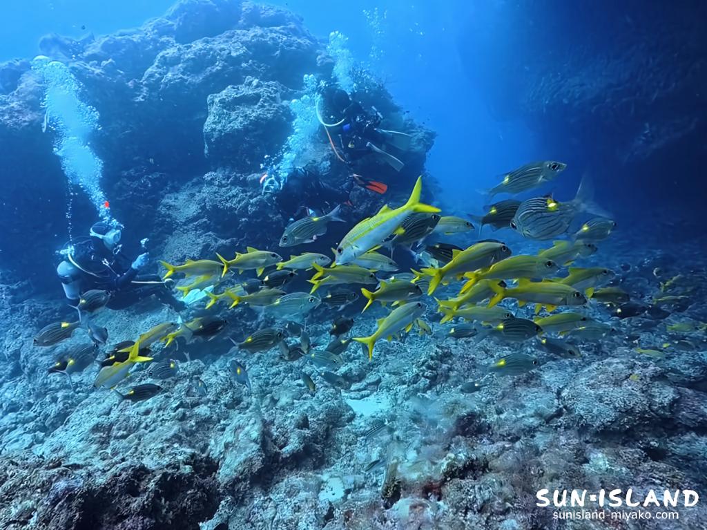 宮古島 下地島 魚の群れ アカヒメジ ノコギリダイ ヨスジフエダイ