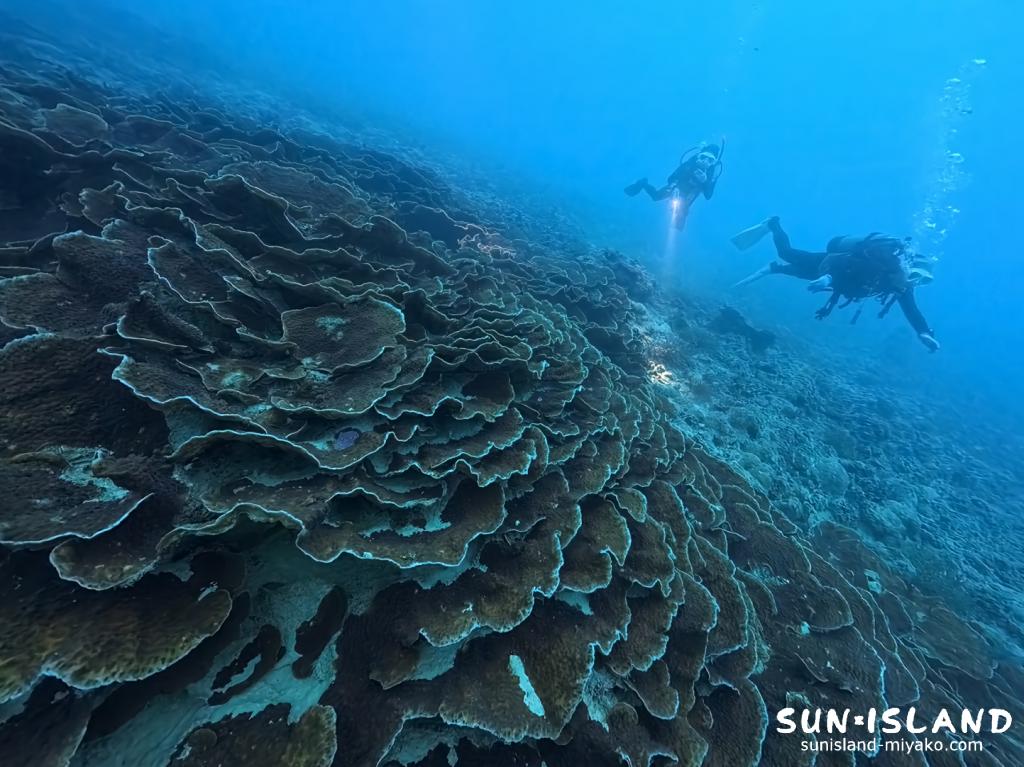 宮古島の海中で巨大なコモンサンゴの群生を観察するダイビングゲスト