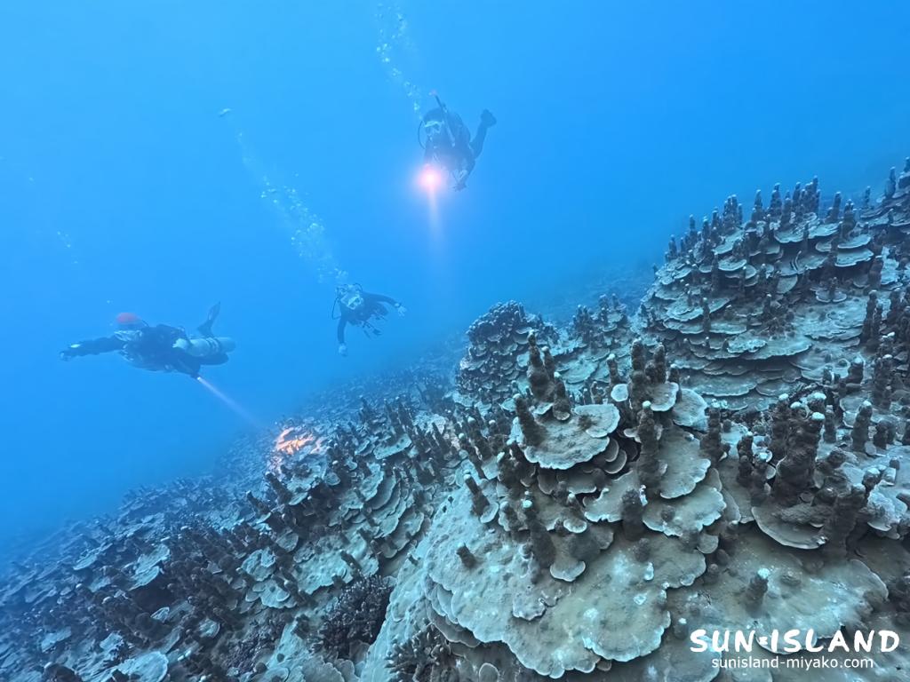 宮古島の牧山展望台下ポイントで、珍しいパラオハマサンゴの群生の上を泳ぐダイバー