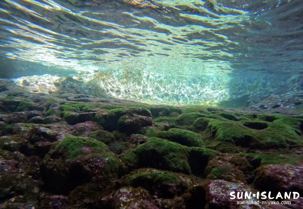 ミニ通り池 浮上した池の景観