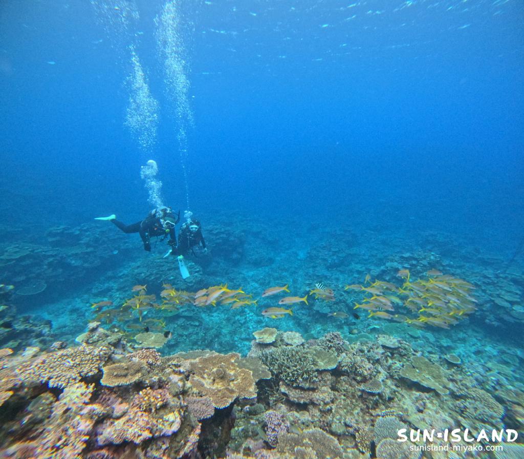 サバ沖アウトリーフ アカヒメジ、ノコギリダイが群れる様子