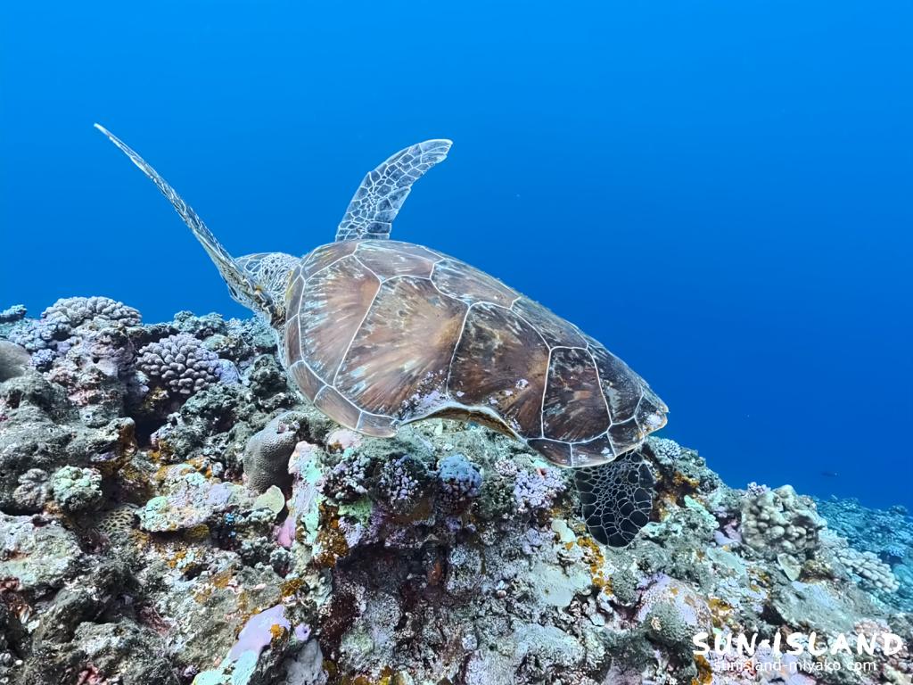 宮古島下地島の錨回収中に遭遇した、サメに噛まれた跡があるタイマイ（ウミガメ）