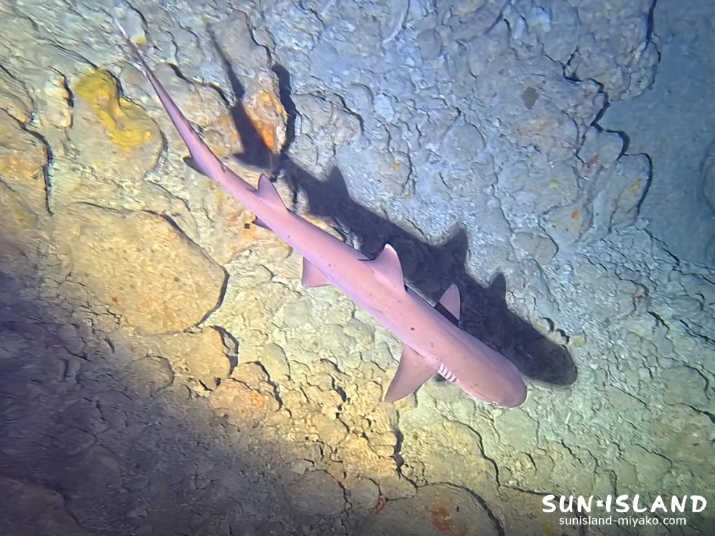 宮古島 下地島 35ホールの洞窟内に根付くネムリブカ（ホワイトチップシャーク）