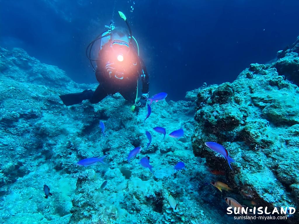 宮古島 魔女の部屋でハナゴイの群れを撮影するダイバー