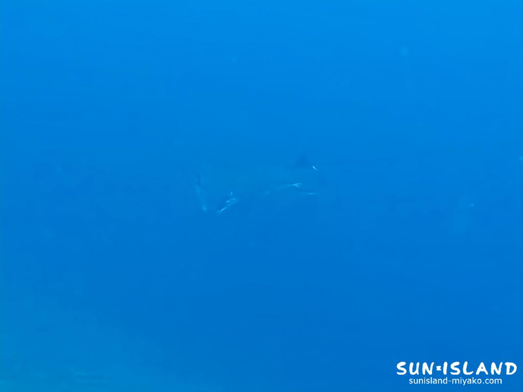水中でマンタに遭遇