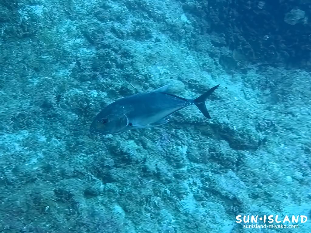 宮古島ダイビング アントニガウディ ロウニンアジ 銀色 地形