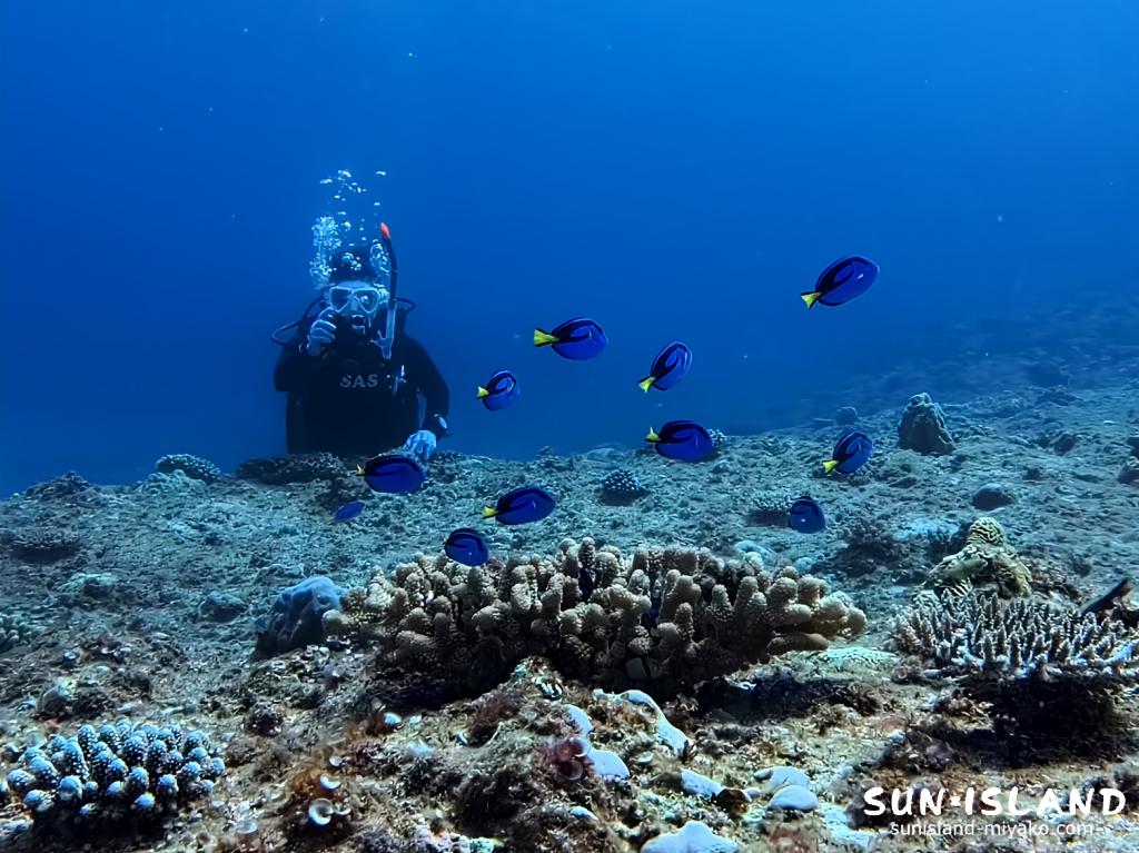 宮古島ダイビング ナンヨウハギ 幼魚 ハナヤサイサンゴ 伊良部島