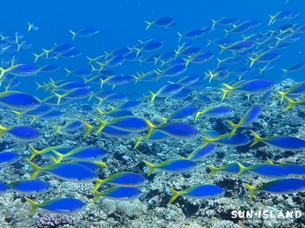 宮古島ダイビング ウメイロモドキ 群れ 伊良部島 青 黄色