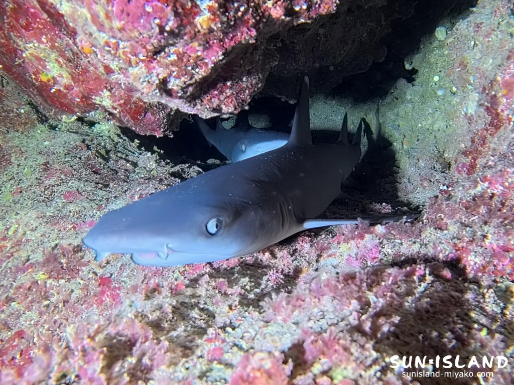 宮古島ダイビング ネムリブカ 幼魚 ホワイトチップシャーク 中の島チャネル