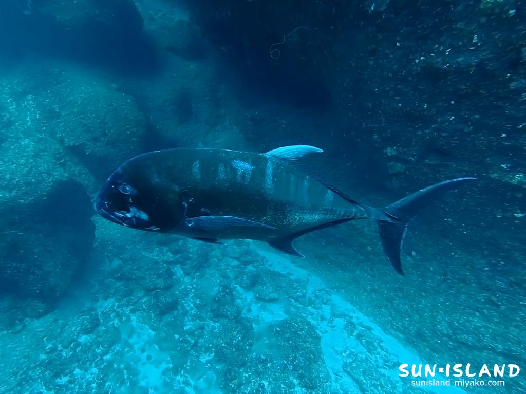 宮古島ダイビング L字アーチ ロウニンアジ 伊良部島 回遊魚
