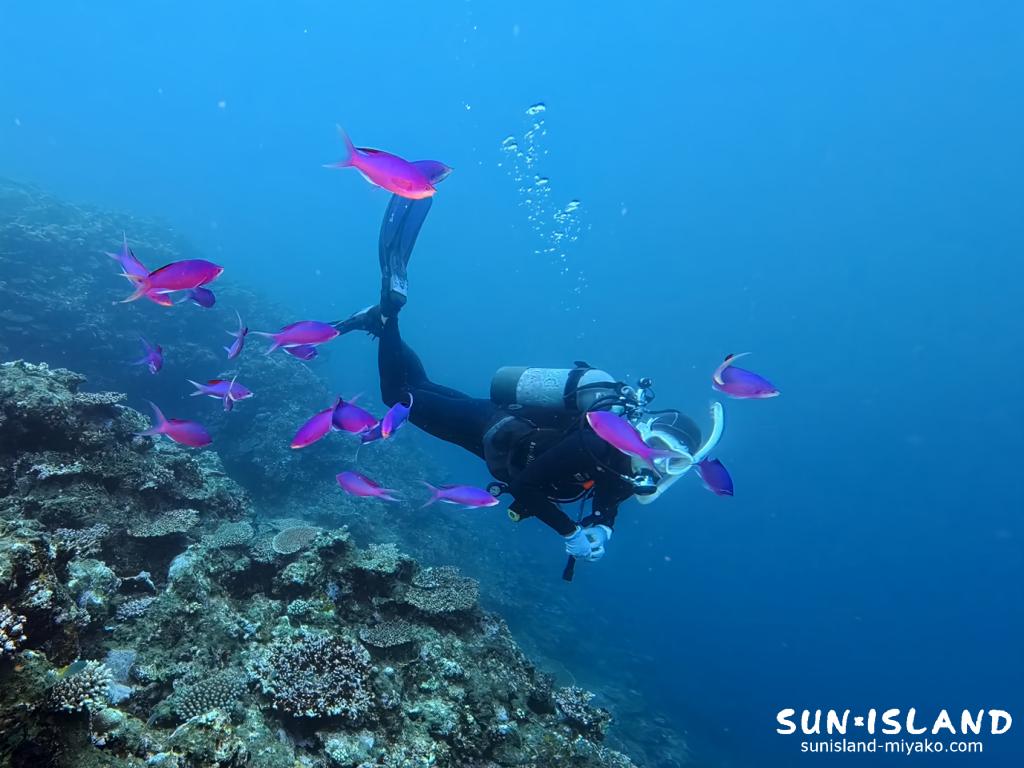 宮古島ダイビング サバ沖アウトリーフ ハナゴイ 群れ パープル 伊良部島