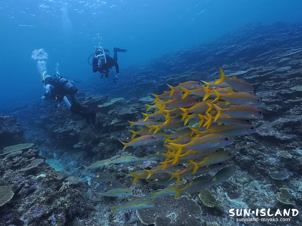 宮古島ダイビング サバ沖アウトリーフ アカヒメジ ノコギリダイ 群れ サンゴ 伊良部島