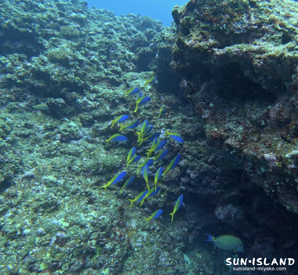 ハナダイの根 ウメイロモドキの群れ