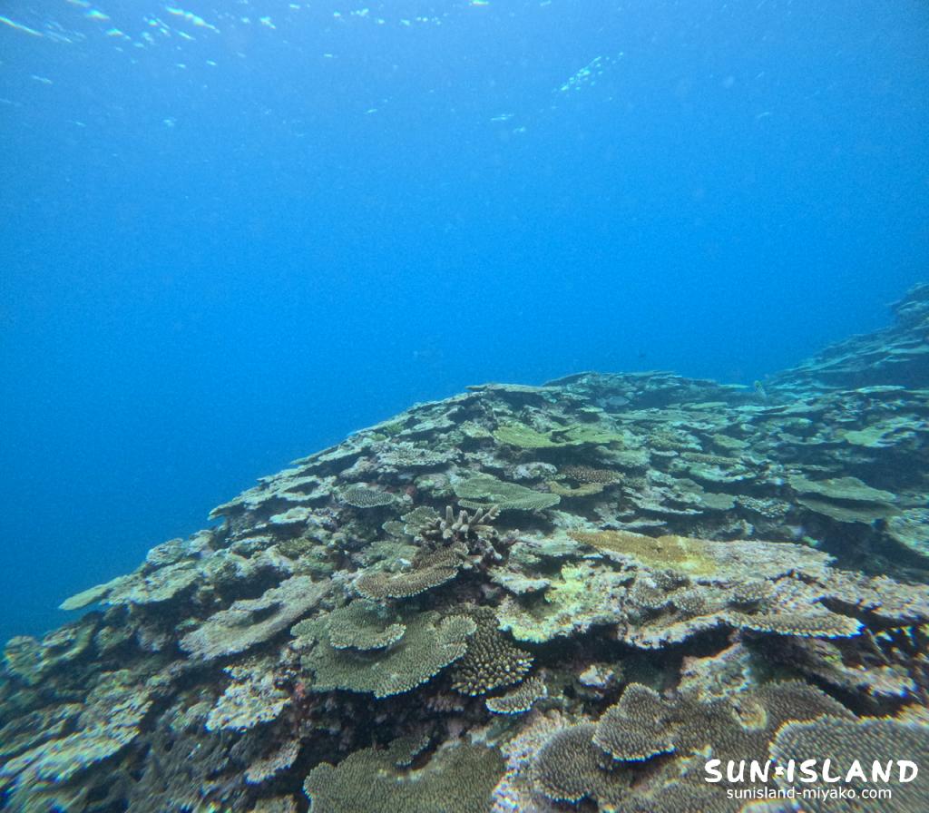 サバ沖アウトリーフ 光刺して照らされるサンゴたち