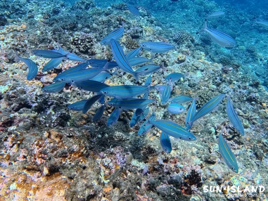 宮古島ダイビング イッセンタカサゴ 群れ 伊良部島 ダイビング