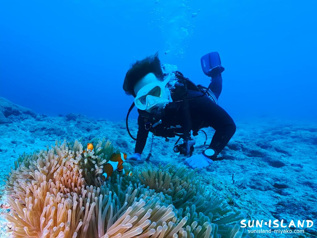 宮古島ダイビング カクレクマノミ ニモ 中の島チャネル 水中 ゲスト 下地島
