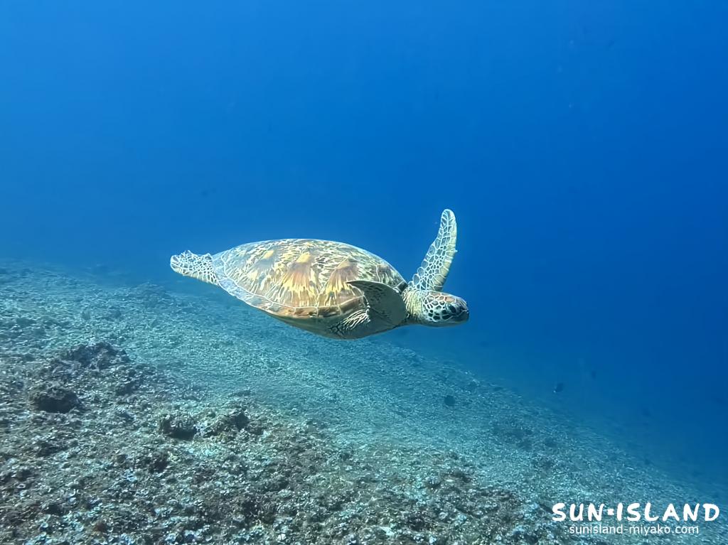 宮古島ダイビング タイマイ カメ L字アーチ 伊良部島 至近距離