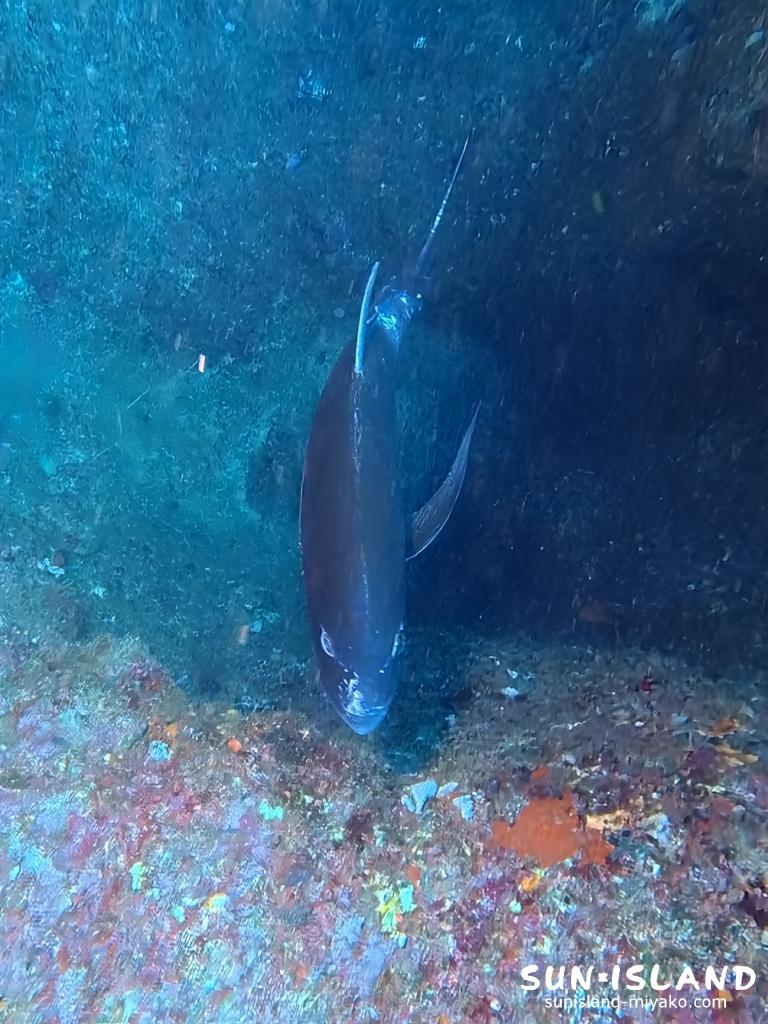 宮古島ダイビング ロウニンアジ L字アーチ 大物 伊良部島 ファンダイビング