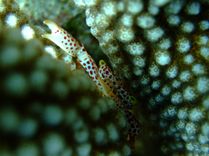 サンゴガニ　サンゴ礁
