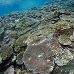 サンアイランド通信:サンゴ保全