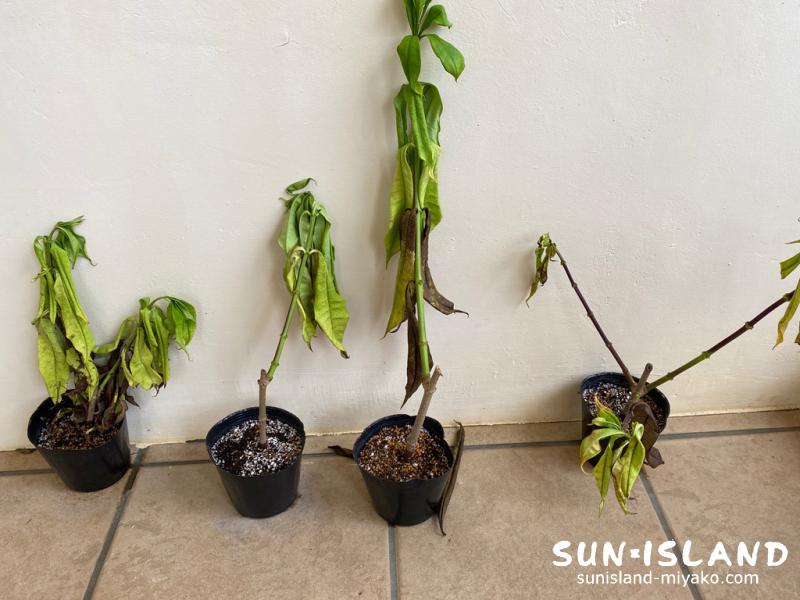 挿し木苗の様子