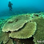 サンゴが美しいサバ沖アウトリーフ