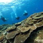 沖縄の海らしいサンゴ礁が広がるダイビングスポット『サバ沖アウトリーフ』をスタッフ目線でご紹介