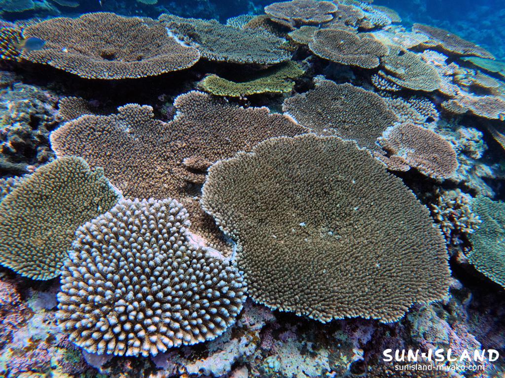 サンゴの群生が見所の伊良部島ダイビングスポット『サバ沖アウトリーフ』