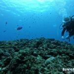 伊良部島エリアでは地形にサンゴに魚、一日で違ったダイビングを楽しめます