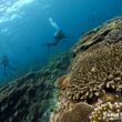 サンゴが美しいダイビングスポット『サバ沖アウトリーフ』