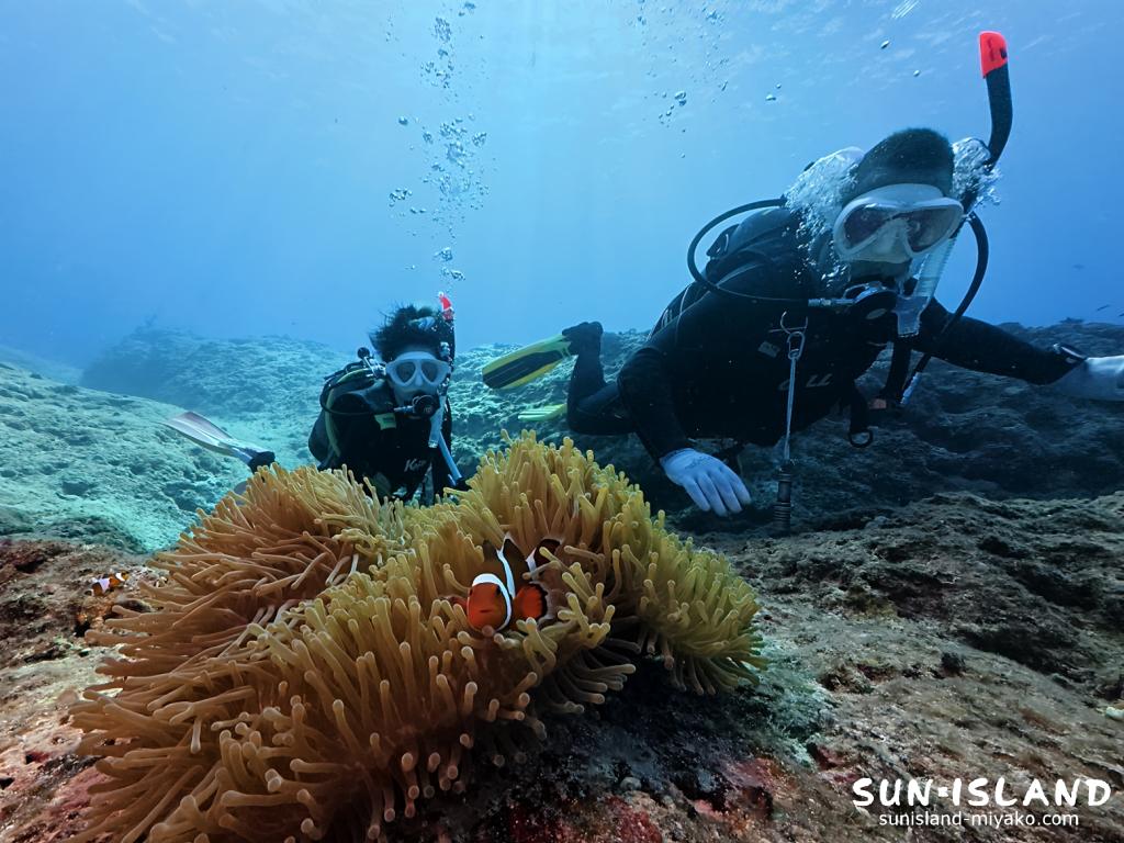 中の島チャネルのカクレクマノミ