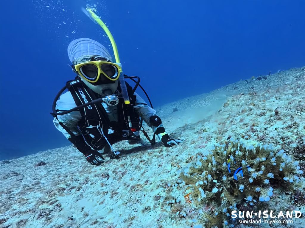ナンヨウハギをWさんと一緒に愛でる