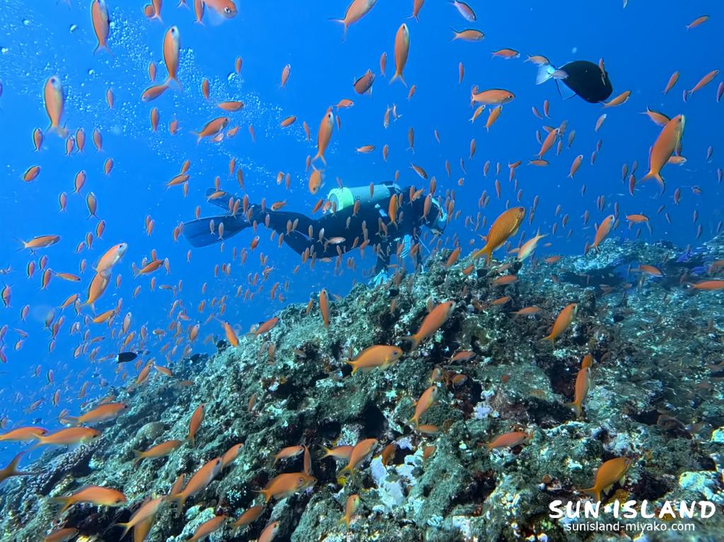 オレンジ色のアカネハナゴイが群れる宮古島のハナダイの根