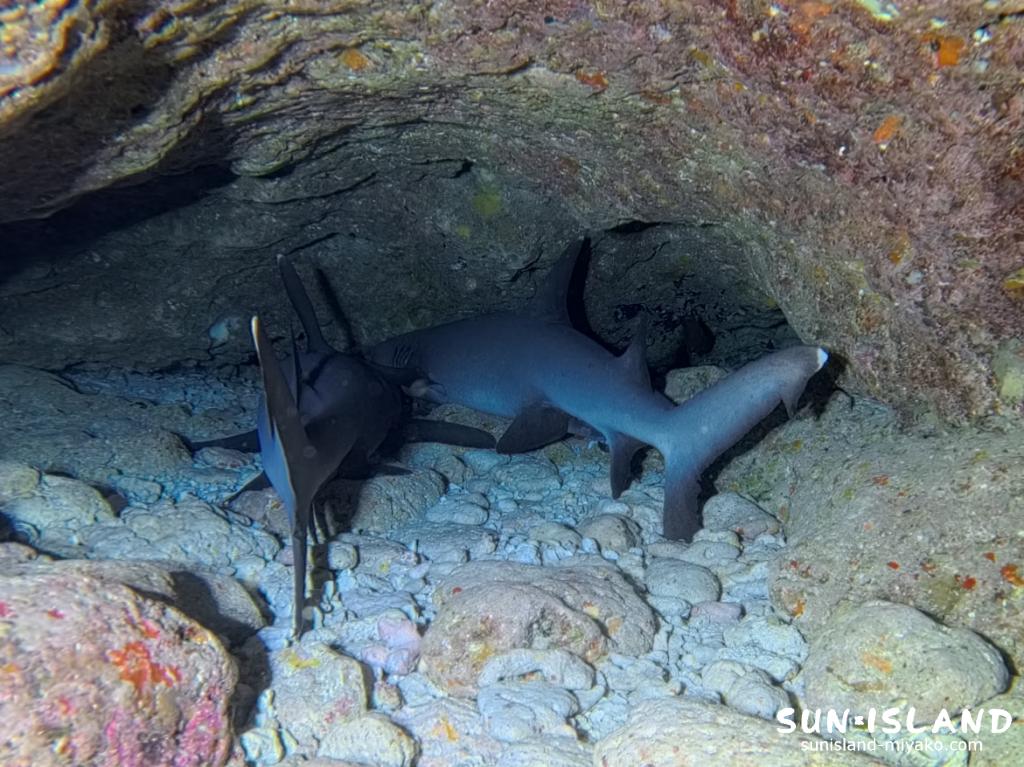 ダブルアーチの岩陰に潜む冬の風物詩ネムリブカ(サメ)